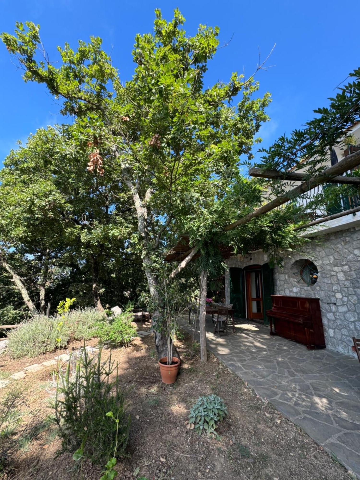 Bed and Breakfast Groove'N'Grove SantʼAgata sui Due Golfi Exterior foto